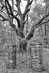 Mysterious Iron Gate  in the Woods