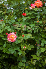 Beautiful roses bush in garden at summer day