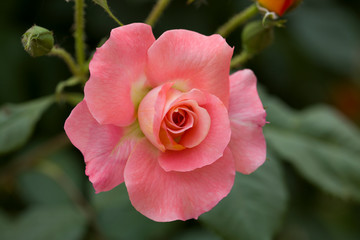 Pink rose flower in roses garden