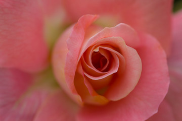 Obraz na płótnie Canvas Close up red rose flower