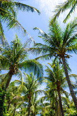 Fototapeta na wymiar sunny coconut trees on the beach with the blue sky cloud background