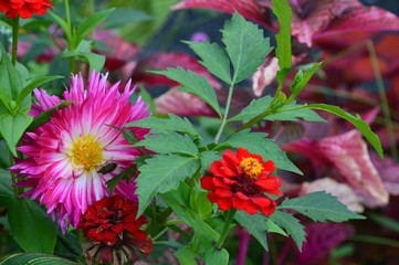 belles fleurs de mon jardin