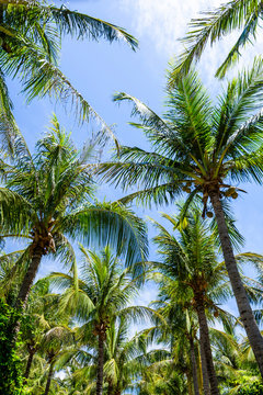 sunny coconut trees on the beach with the blue sky cloud background