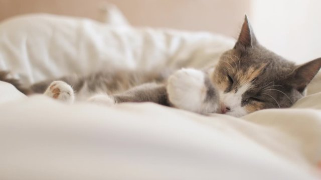 cute cat sleeping at feet of girl on blanket on bed in bedroom, morning with pet