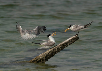 Greater Crested Terns trying to have space on a wooden log at Busaiteen coast, Bahrain