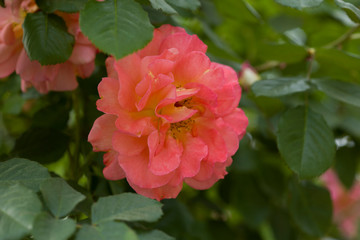 Beautiful roses in garden