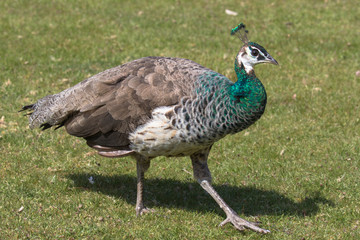 Adult Female Peafowl (latin name Pavo cristatus) aka Peahen in the grass