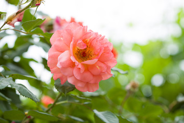 Beautiful roses in garden
