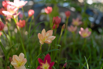 Zephyranthes grandiflora beautiful on the garden. Rainlilly