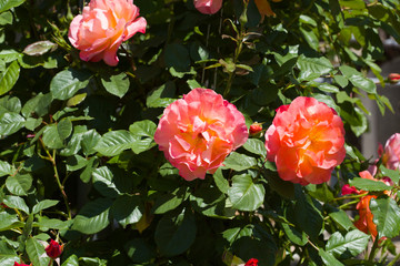 Beautiful roses bush in garden at summer day