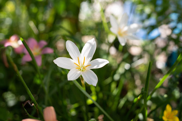 Zephyranthes grandiflora beautiful on the garden. Rainlilly
