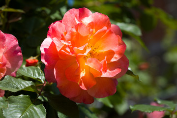 Beautiful roses bush in garden at summer day