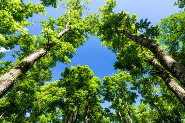 mahogany, beautiful green forest with blue sky