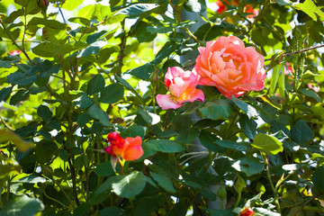 Beautiful roses bush in garden at summer day
