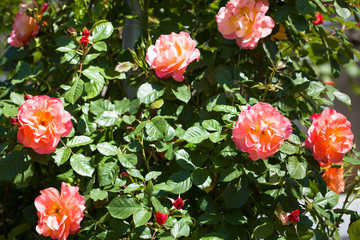 Beautiful roses bush in garden at summer day