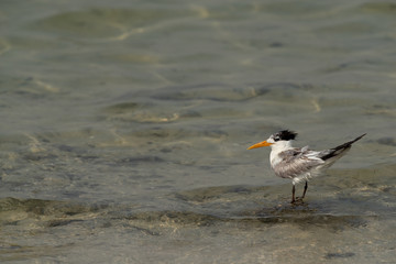 Portrait of a Greater Crested Tern at Busaiteen coast, Bahrain