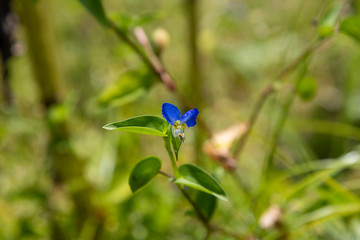 ひまわり畑で見つけたムラサキツユクサ　千葉県大網白里市　日本