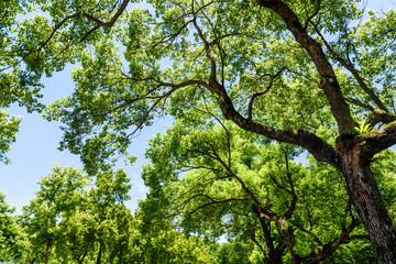 Fototapeta premium Lush green trees with blue sky as background