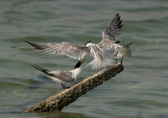 Greater Crested Tern fighting  for wooden log at Busaiteen coast, Bahrain