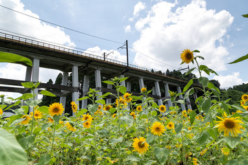 鉄道高架橋とひまわり畑　千葉県大網白里市　日本