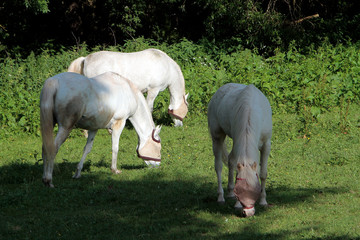 Ein Reitpferd mit Augenschutz gegen Fliegen, Wespen usw., Thueringen, Deutschland, Europa