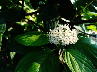white flowers