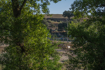 konie widok zwierzęta drzewa natura stado © Piotr