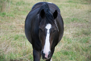 horse in the field