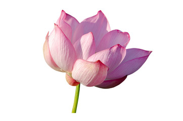Pink Lotus flower isolated on white background