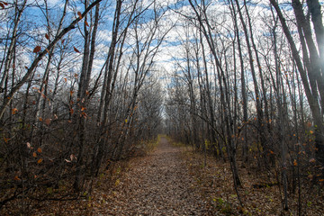 Woodland in Winnipeg, Manitoba, photographed in late fall.