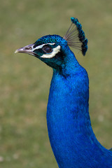 Adult Male Peacock in the grass