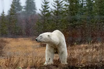 Tischdecke Male polar bear (Ursus maritimus) photographed at Nanuk Lodge, Hudson Bay, Canada © Mark Hunter