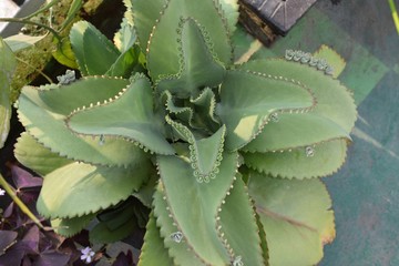 Plant kalanchoe daigremontiana, is also known as Bryophyllum daigremontianum.