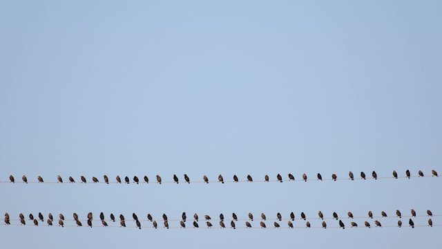 A flock of birds against the sky. Many birds sit on wires