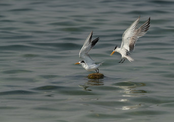 Greater Crested Tern ftrying to occupy the float at Busaiteen coast, Bahrain