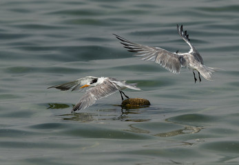 Greater Crested Tern pushing other from the float at Busaiteen coast, Bahrain