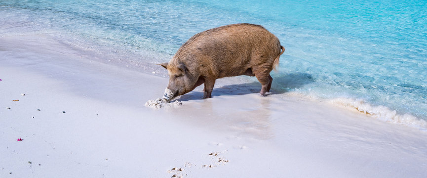 Wild pigs on PortoMari beach Curacao 