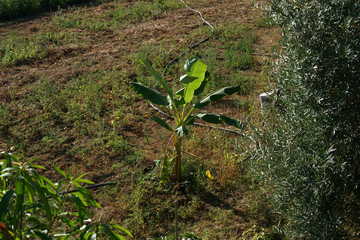 Arid landscape in Portugal's Alantejo photographed in summer