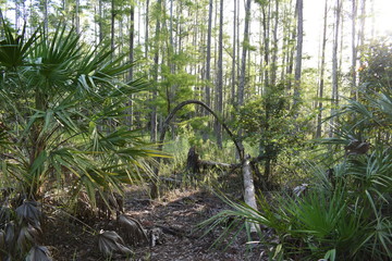 green forest in the morning