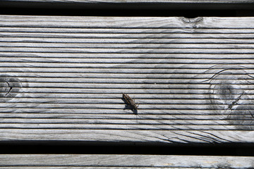 Background texture of old wood.