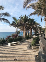 palm trees on the street in Lanzarote, Spain. 