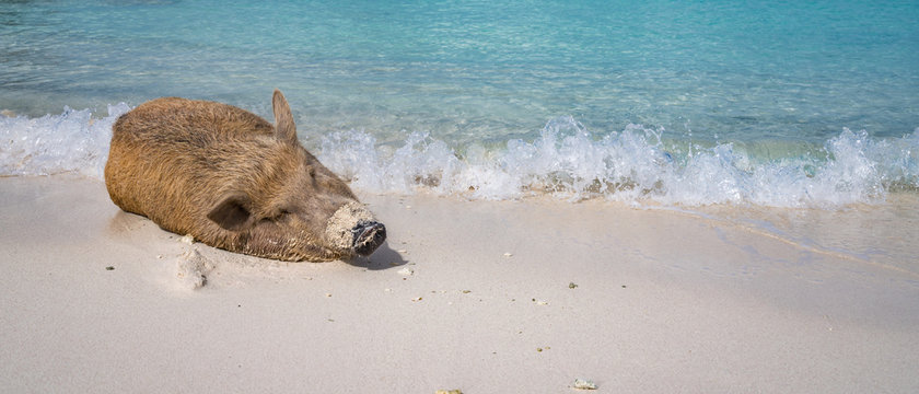 Wild pigs on PortoMari beach Curacao 