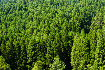 Lush green trees in the forest