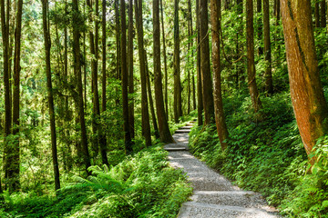 Forest stone trail in Nantou of Taiwan