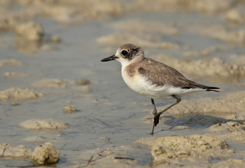  Closeup of a Greater sand plover at Busaiteen coast of Bahrain