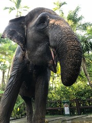 elephant in Bali