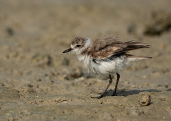 The Kentish plover is a small wader in the plover bird family