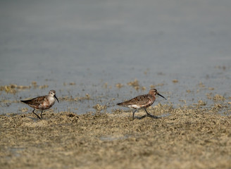 Curlew Sandpiper in breeding plumage at Busaiteen coast of Bahrain