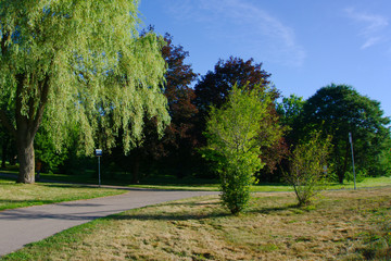 Trees and green scenic landscapes