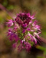 Colorado Beeplant wildflower
Taken with Asahi Super-Takumar vintage lens.